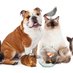 Animal Assisted Interventions (@aai_animal) Twitter profile photo