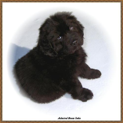 Vetran Newfoundland Dog Breeder~30 yrs experience working with Newfs Love animals, children, creative souls in general! Artist off my leash with imagination!