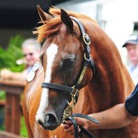 Thoroughbred Racing (@magazine_racing) 's Twitter Profile Photo Thoroughbred Racing (@magazine_racing) 's Twitter Profile Photo