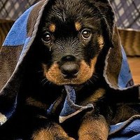 Crazy Rottweiler Dogs Lovers🇺🇸(@Crazyrottweile1) 's Twitter Profile Photo