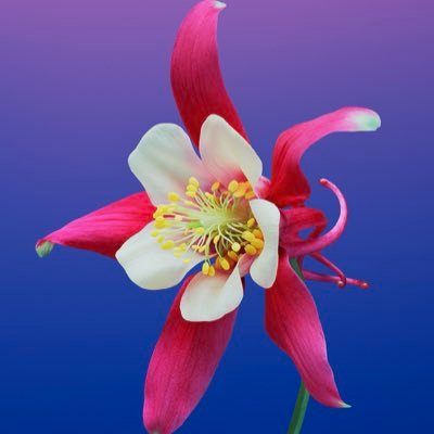 ryoto_rawraw's profile picture. 