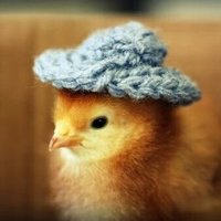 Lukee Boii (@venomousrooster) 's Twitter Profile