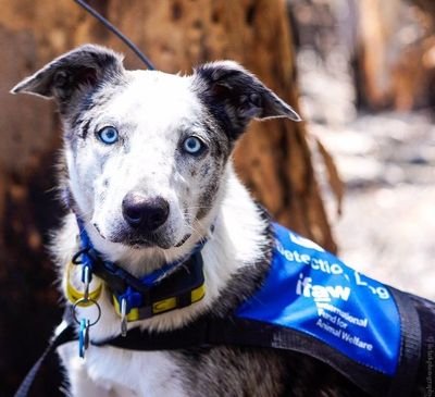 Dog trainer/handler at Detection Dogs for Conservation