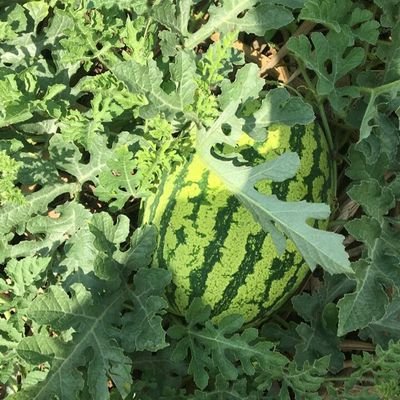 Esindayigaya1's profile picture. Eng.Agronomist,Sales and marketer in MEGAVET E.A LTD