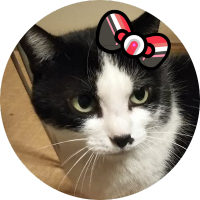 kyonkyon 😺 (@nekoneko_kurumi) 's Twitter Profile Photo