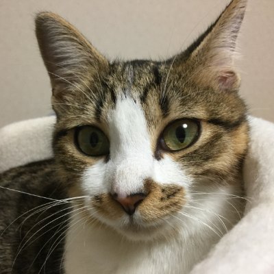 ao、保護猫だったキジシロ女子。2016年の秋に家の子になって、大きく育ち2020年1月にあおツイッターを始める。基本、流れてくるニャンズの日常には惜しみなく💗いいねをつけます!
★YouTubeなど他のサイトへの案内、直接的なやりとりのDMはご期待に沿えずスルーの塩対応になりますのでご了承ください。