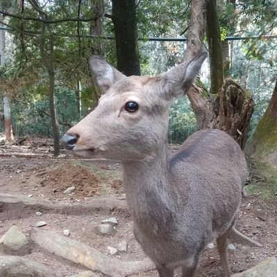 CRL4649's profile picture. 写真は鹿 です。  

演劇とか映画とか好きです。
奈良を中心に演劇とか色々やってます。