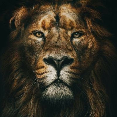 raphaelgomesfa1's profile picture. 