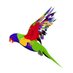 Rainbow Lorikeets 🏳️‍🌈 (@RainbowLors) Twitter profile photo