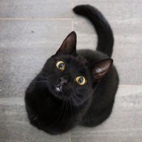 Z62  大金運を呼び込む不思議なお猫様　金運　商売繁盛　縁起物 Amazon.co.jp: Lhyxuuk 置物 おしゃれ 招き猫?家 店飾り 開運