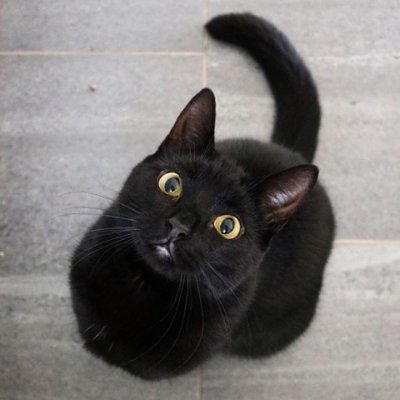 開運財布で金運アップ 黒猫おやじ 八角形の鏡 ネットで購入 ラッキーショップというところで 盛り塩セットが付いてくるということでラッキー 開運財布 風水 風水玄関 八角形の鏡