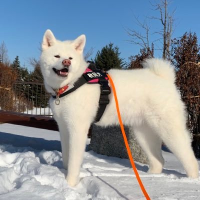 北海道の魅力を発信中…‼️  案内犬①TAM（タム）♀秋田犬/白/2016  ②かえら♀フレブル/パイド /2019  ③みーしゃ♀フレブル/タイガーブリンドル/2019（只今、妊娠休暇中） 北海道江別市（札幌の隣町）に在住。 秋田犬保存会北海道道央支部所属 ホームページもよろしく‼️🐽💕💕