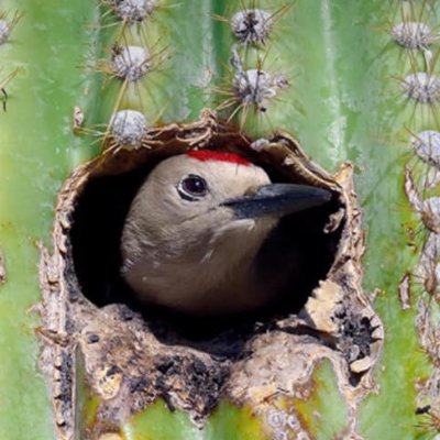 CactusWren01's profile picture. 