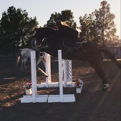 Rider • Trainer • Instructor 🦄Quinn's Collection🦄