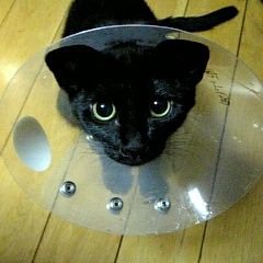 pigeon_silver's profile picture. ネコにまっしぐら！