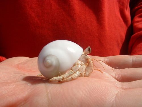 RegoloX's profile picture. destino cinico e baro