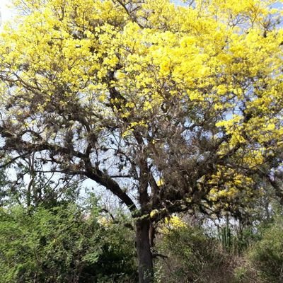 jebarriosd's profile picture. Un ser humano con errores y aciertos.