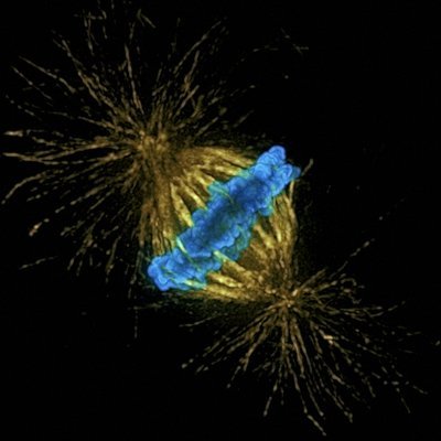 Maiato Lab Profile