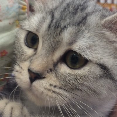 初めまして。
観葉植物、花、ミスチル 、猫大好きです。着物も好きです。宜しくお願い致します。今年から、5年日記始めました。頑張ります。