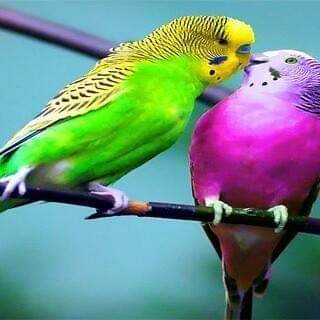 IvwHuV1psawICZS's profile picture. 