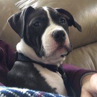 Judoo Jones (@strapmeuppark) 's Twitter Profile Photo