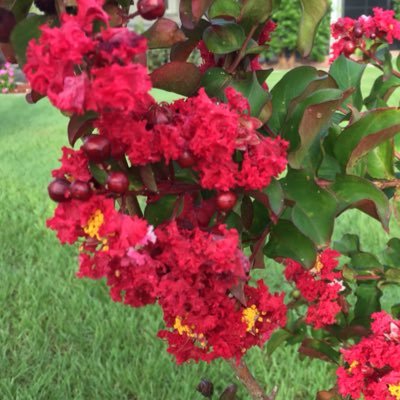 Posting pics of All Different Kinds Of Crape Myrtle Trees and Other Gardening Stuff 🌸🌳🌿🌸 🇺🇸
