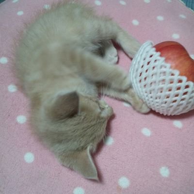 mottandeiideska's profile picture. アイコンは猫型で僕の家族
/僕は人型で魚座♓️   O型/とりあえず地球🌎️が気に入ってます。