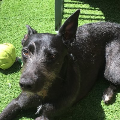 I’m a 1yr old whippet bedlington lurcher. I’m full of fun and a very loving boy. My fur sister was josie the greyhound.