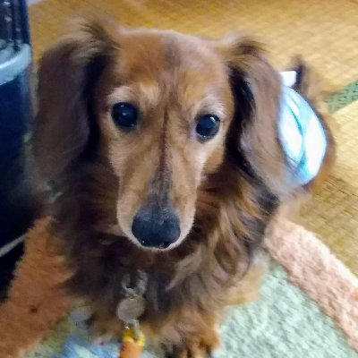 シノダトシカズ 犬にカリフラワーは良くなかったような