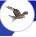 Huffman Elementary (@huffmanhawks) Twitter profile photo Huffman Elementary (@huffmanhawks) Twitter profile photo