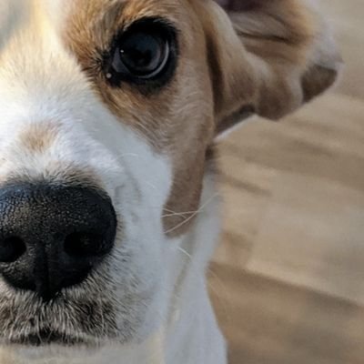 sudo_run_scapy's profile picture. I do like to live beside the seaside, although I dont like getting sand on my flip flops...and hack stuff! #infosec
