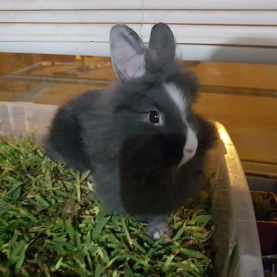 yin_pou's profile picture. miau