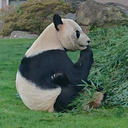 🐼のリーリー🍎永明良浜🍎桜浜桃浜🍇旦旦ガイア🦦キラちゃん🥩しばふちゃんルイ君LOVE😍
パンダの影響で他の動物にも興味を持つように。白浜王子こべど姫センなど主に西日本の園館に出没します