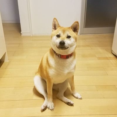 Follow 柴犬あさ セブンエンジェルズ S Htrqg1th1f0nwng Latest Tweets Twitter