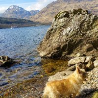 Ross McLaren🏴󠁧󠁢󠁳󠁣󠁴󠁿🇮🇪🇺🇦🌻 (@ross_mclaren_) 's Twitter Profile Photo