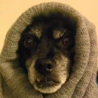 Nancy F (@nancyzendog) 's Twitter Profile
