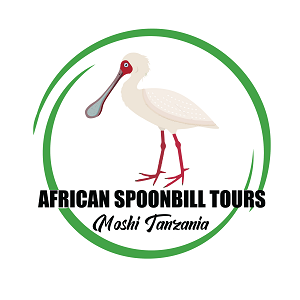African Spoonbill Tours and Safaris was established to specialize in adventure holidays in Tanzania.