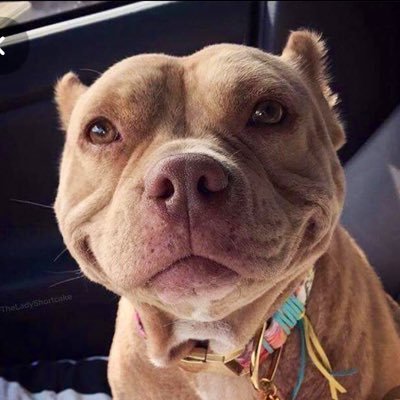 New fan account for daily pitbull love! Add to our content by sending us pics of your pitts! We don’t own anything shared.