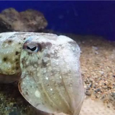 モンゴイカ Mongoika777 Twitter