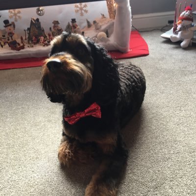 Brunocockerpoo's profile picture. 