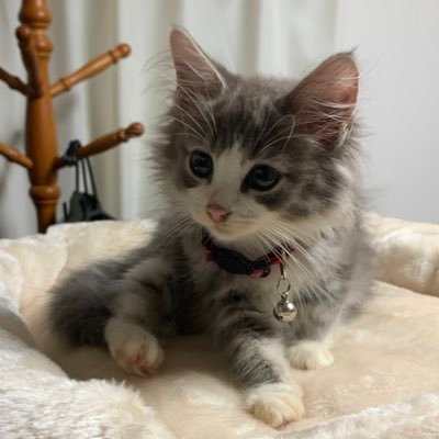 kuromaru_spoon's profile picture. 