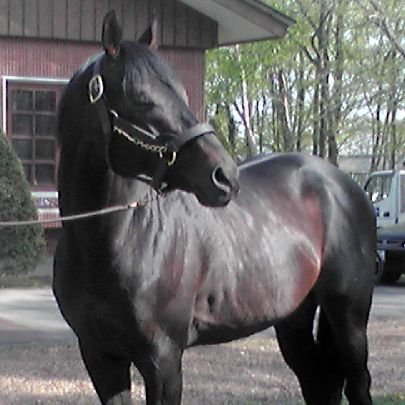 63sObtl3igpR68Z's profile picture. 犬好き、馬好き、⭕好き、