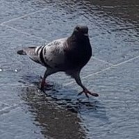 Woolwich Pigeon(@WoolwichPigeon) 's Twitter Profile Photo