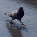 Woolwich Pigeon (@WoolwichPigeon) Twitter profile photo