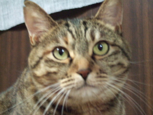 ShuMassar's profile picture. バイオリン弾いたりします。珈琲好きの茶店好き。この猫の名前はヴィオラ。yeah!