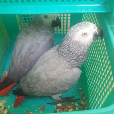 Adoption of 8weeks and above puppies and talking parrots available. Snapchat at parrotsfamily19 or email cutebirds79@gmail.com