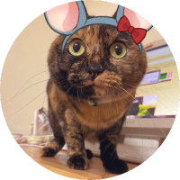 （膝）さび猫研究家🦵🐾(@iamsohappycat) 's Twitter Profile Photo