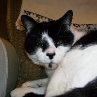 Toby the Cat (Ipswich)๐ฆ๐ฆ๐ฆ๐ฆ๐ณ (@catipswich) 's Twitter Profile Photo Toby the Cat (Ipswich)๐ฆ๐ฆ๐ฆ๐ฆ๐ณ (@catipswich) 's Twitter Profile Photo