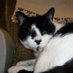 Toby the Cat (Ipswich)๐ฆ๐ฆ๐ฆ๐ฆ๐ณ (@catipswich) Twitter profile photo Toby the Cat (Ipswich)๐ฆ๐ฆ๐ฆ๐ฆ๐ณ (@catipswich) Twitter profile photo