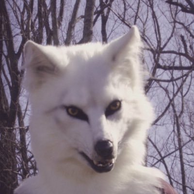 wolf_rivia's profile picture. A wolf called Rivia. Slaying monsters and being called the white witcher wolf~